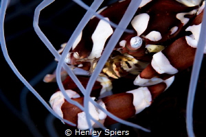 Harlequin Crab by Henley Spiers 
